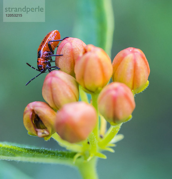 Kleine östliche Milkweed-Nymphe (Lygaeus kalmii) auf einer Milkweed-Pflanze (Asclepias L.); Redbridge  Ontario  Kanada