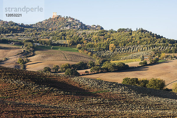 Sanfte Kurven der Toskana Gepflügtes Land und grüne Hügel  bedeckt von herbstlich gefärbtem Wald  Reihen von Olivenbäumen und kleinen Steinhäusern in der Nähe von Castiglione D'orcia; Toskana  Italien