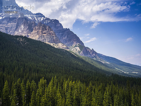 Dichter Nadelwald und die zerklüfteten Berge der kanadischen Rocky Mountains im Banff National Park; Alberta  Kanada