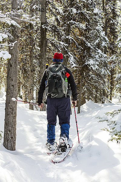 Männlicher Schneeschuhwanderer auf schneebedecktem Weg entlang schneebedeckter immergrüner Bäume; Alberta  Kanada