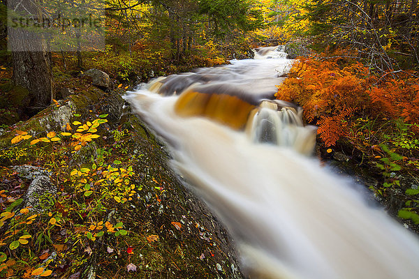 Kräftig gefärbtes Herbstlaub entlang des Kings Brook mit Wasserfällen und verschwommen fließendem Wasser  in der Nähe von Sleepy Cove; Grand Lake  Nova Scotia  Kanada