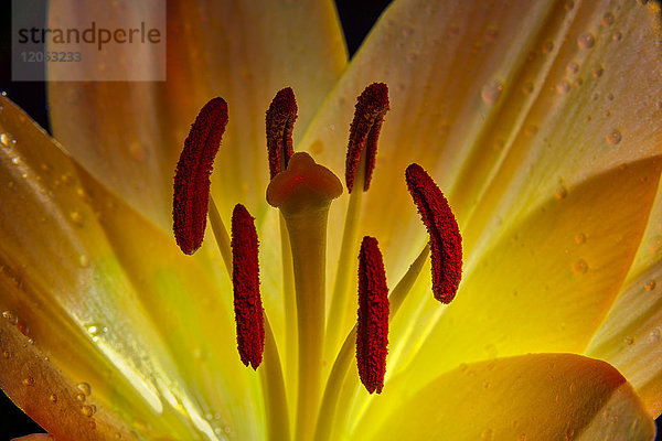 Hinterleuchtete Lilie (Liliaceae) Im Studio; New York  Vereinigte Staaten Von Amerika