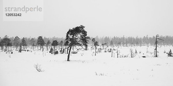 Eine trostlose Landschaft eines schneebedeckten Feldes mit Bäumen unter einem bewölkten Himmel; Arjeplog  Provinz Norrbotten  Schweden