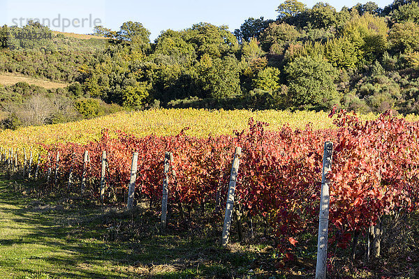 Ein kleiner toskanischer Weinberg in der Nähe der Stadt Montalcino mit bunten gelben und roten Herbstblättern; Toskana  Italien