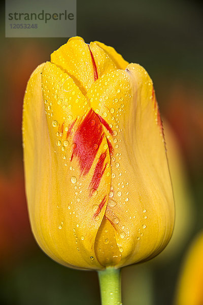 Darwin-Hybrid-Tulpe (Tulipa)  'olympic Flame' Liliaceae  New York Botanical Garden; Bronx  New York  Vereinigte Staaten von Amerika