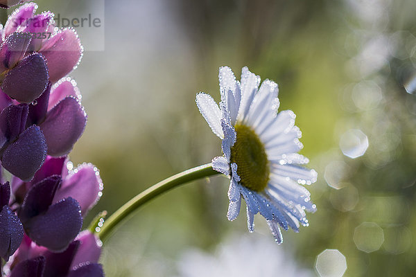 Flowers Sparkle With Dew On A Spring Morning; Astoria  Oregon  Vereinigte Staaten Von Amerika