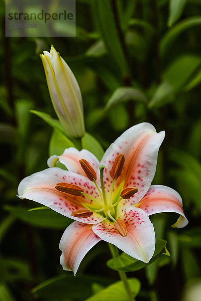 Die Lachsternlilien (Liliaceae) bieten eine Show und erfüllen Ihren Garten mit süßem Duft; Astoria  Oregon  Vereinigte Staaten von Amerika