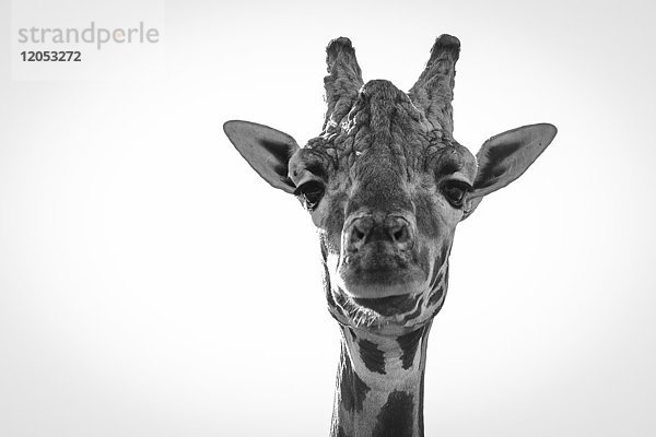 Nahaufnahme einer Giraffe (Giraffa Camelopardalis) mit Blick in die Kamera; Cabarceno  Kantabrien  Spanien