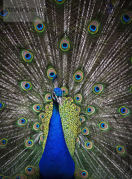 Peacock Displaying; Victoria  British Columbia  Kanada