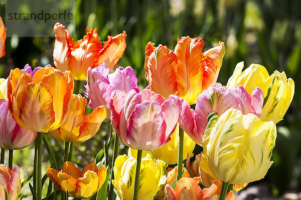 Nahaufnahme einer bunten Reihe von Tulpen in einem Garten; Calgary  Alberta  Kanada