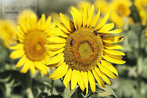 Gewöhnliche Sonnenblume (Helianthus Annuus  Asteraceae); Campillos  Malaga  Andalusien  Spanien