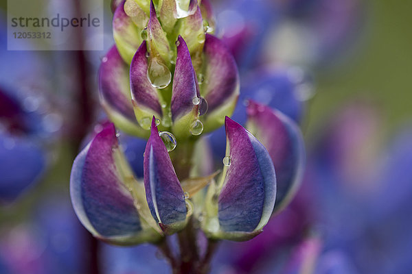 Bunte Lupine (Lupinus) blüht; Astoria  Oregon  Vereinigte Staaten Von Amerika