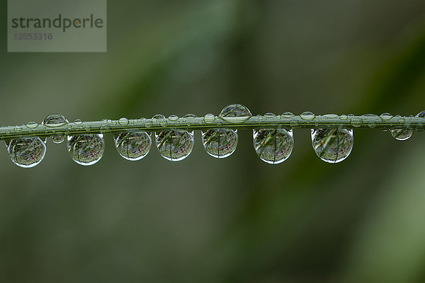 Rain Drops Cling To A Grass Stem; Astoria  Oregon  Vereinigte Staaten Von Amerika