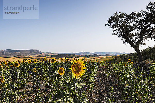 Gewöhnliche Sonnenblume (Helianthus Annuus  Asteraceae) mit sanften Hügeln in der Ferne; Campillos  Malaga  Andalusien  Spanien