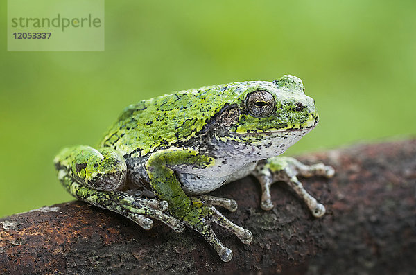 Gewöhnlicher Grauer Laubfrosch (Hyla versicolor) auf einem Baumstamm sitzend; Ontario  Kanada