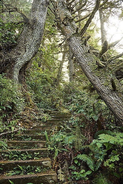 Stufen  die in einem Wald bergauf führen  Cape Scott Provincial Park  Vancouver Island; British Columbia  Kanada