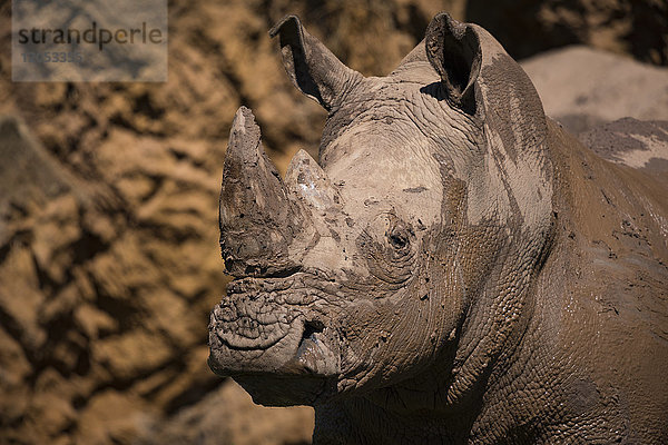 Nahaufnahme eines Breitmaulnashorns (Ceratotherium Simum) neben einer Klippe; Cabarceno  Kantabrien  Spanien