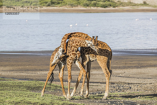 Giraffen (Giraffa) mit ineinander verschlungenen Hälsen  Serengeti; Tansania