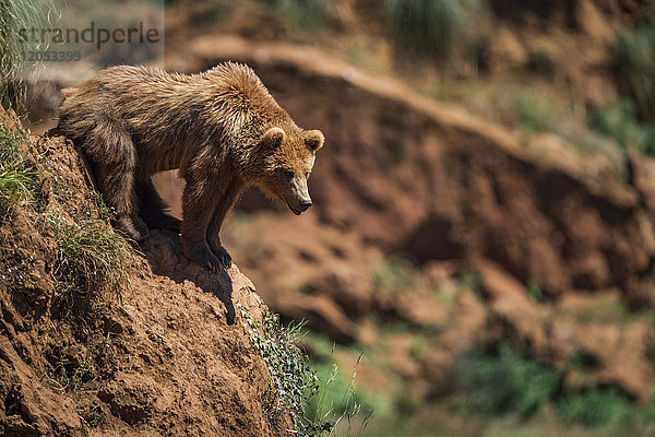 Braunbär (Ursus Arctos) lehnt sich über einen felsigen Abhang; Cabarceno  Kantabrien  Spanien