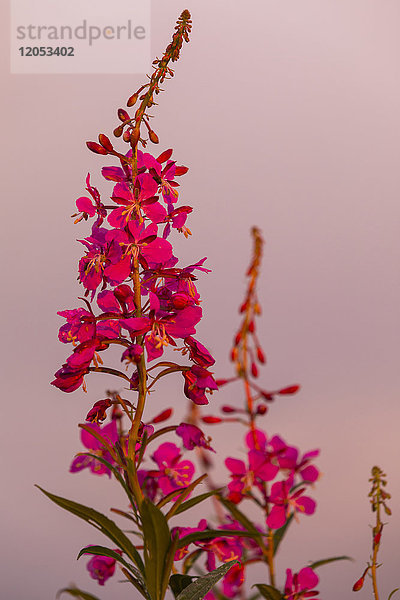 Nahaufnahme von Fireweed (Chamaenerion angustifolium); Alaska  Vereinigte Staaten von Amerika