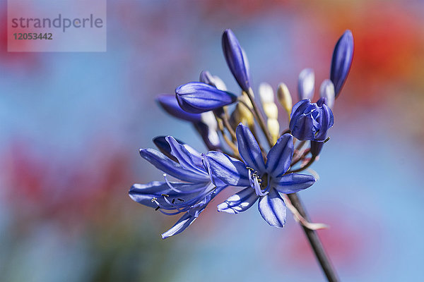 Blauer Agapanthus in Blüte; Astoria  Oregon  Vereinigte Staaten von Amerika