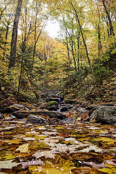 Wasser kaskadiert einen Abhang hinunter in einem herbstlich gefärbten Wald; Dunham  Quebec  Kanada