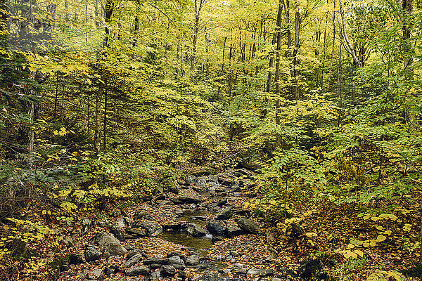 Ahornbäume in einem Wald im Herbst  durch den ein Bach fließt; Dunham  Quebec  Kanada