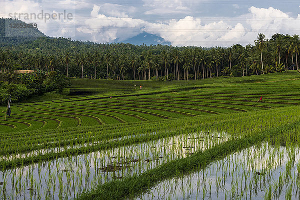 Die Reisterrassen von Nordwest-Bali; Bali  Indonesien