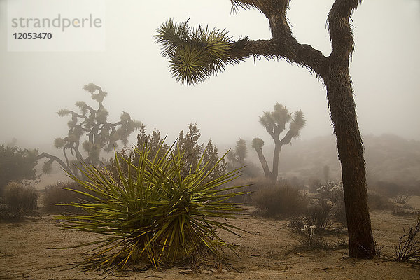 Wüstenlandschaft mit Joshua-Bäumen (Yucca Brevifolia)  Yucca-Pflanzen  Cholla-Kakteen (Cylindropuntia) und anderen Pflanzen im Winternebel im Joshua Tree National Park; Kalifornien  Vereinigte Staaten von Amerika