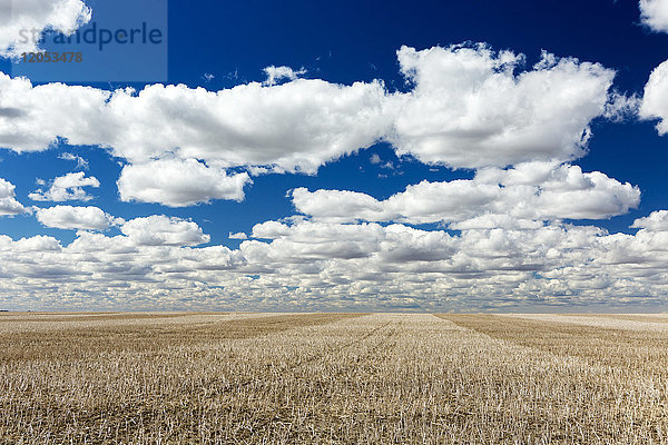 Ein geschnittenes Feld von getrockneten Rapsstoppeln mit Wolken und blauem Himmel; Blackie  Alberta  Kanada