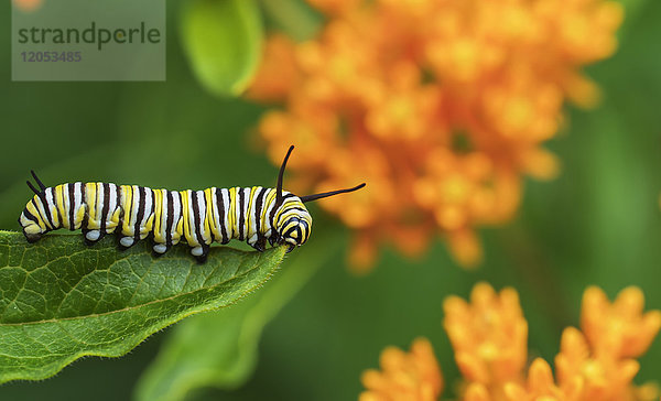 Monarch-Raupe (Danaus plexippus) auf einer Milkweed-Pflanze (Asclepias L.); Redbridge  Ontario  Kanada