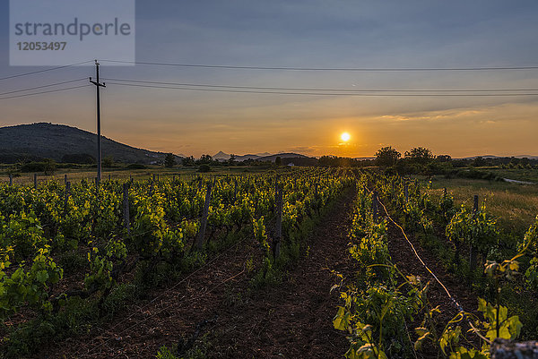 Sonnenlicht erhellt einen Weinberg bei Sonnenuntergang; Medjugorje  Bosnien und Herzegowina