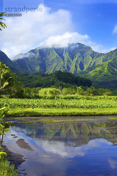 Spiegelbild der grünen  laubbedeckten Berge und Taro-Felder; Hanalei  Kauai  Hawaii  Vereinigte Staaten von Amerika