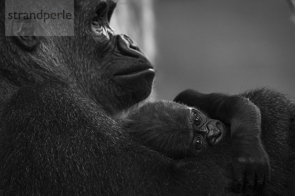 Westliches Flachlandgorilla-Baby (Gorilla Gorilla Gorilla) im Schoß der Mutter; Cabarceno  Kantabrien  Spanien