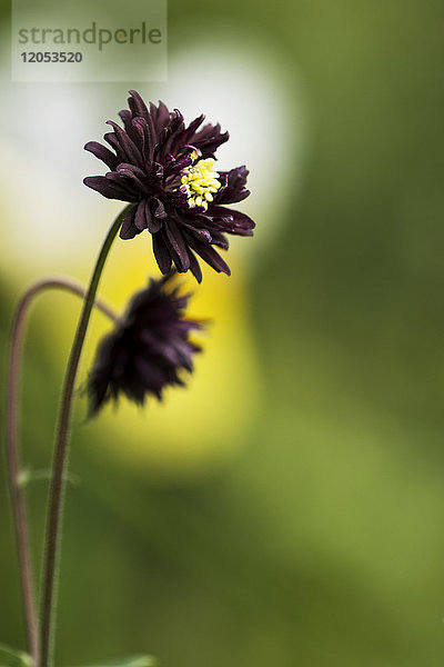 Frilly Columbine (Aquilegia) In A Garden; Astoria  Oregon  Vereinigte Staaten Von Amerika