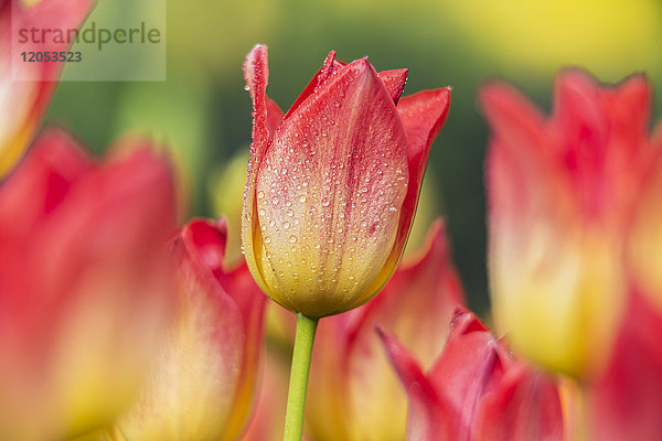 Triumph-Tulpen (Tulipa)  'apertif' Liliaceae  New York Botanical Garden; Bronx  New York  Vereinigte Staaten von Amerika