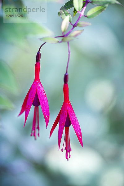 Leuchtend rosafarbene Blumen in den Japanischen Gärten auf Mayne Island; Golfinseln  British Columbia  Kanada