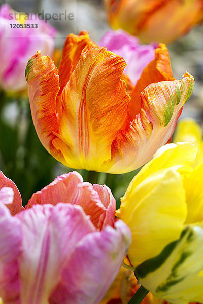 Nahaufnahme von bunten Tulpen und Blütenblättern; Calgary  Alberta  Kanada