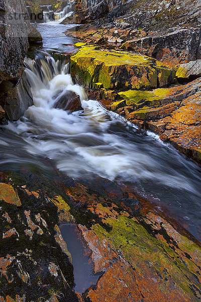 Herbstlich gefärbte Flechten auf den Felsen entlang des Kings Brook kurz vor seiner Mündung in den Shubenacadie Grand Lake bei Sleepy Cove; Neuschottland  Kanada