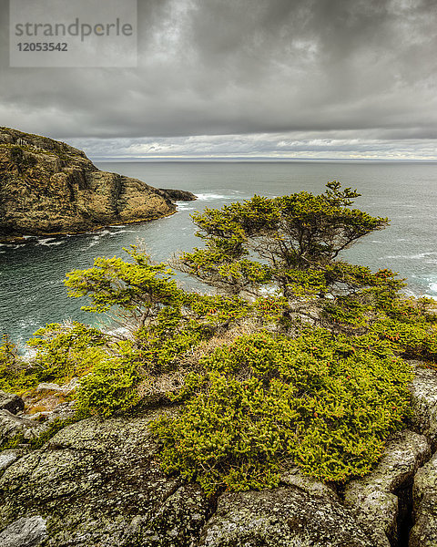 Ein Baum wächst aus den Felsen am Ufer der Atlantikküste; Neufundland  Kanada