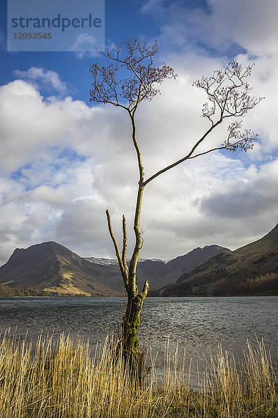 Ein Baum  der am Rande des Buttermere-Sees wächst; Lake District  Cumbria  England