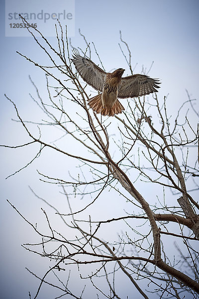Ein roter Falke fliegt von einem Baum gegen einen klaren Himmel  Tommy Thompson Park; Toronto  Ontario  Kanada