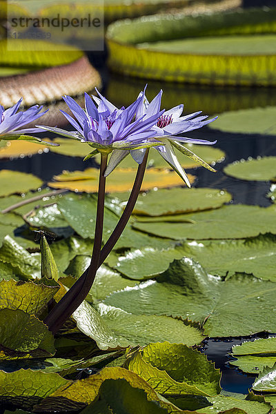 Tropische Seerosen (Nymphaea)  'woods Blue Goddess' Nymphaeaceae  New York Botanical Garden; Bronx  New York  Vereinigte Staaten von Amerika