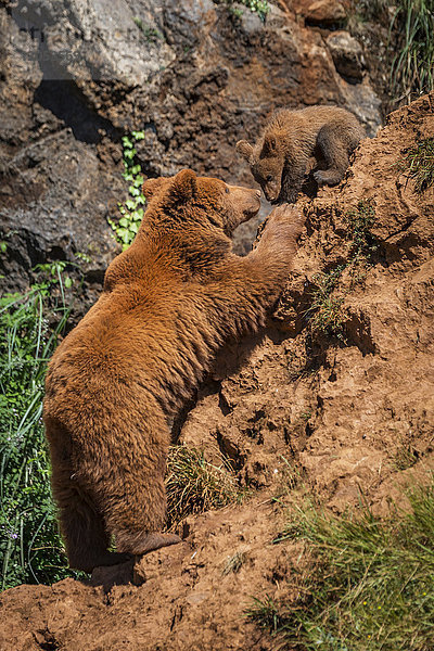 Braunbärenmutter (Ursus Arctos) klettert zum Jungtier hoch; Cabarceno  Kantabrien  Spanien