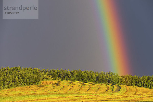 Ein Regenbogen erscheint über einem frisch geharkten Heufeld; Delta Junction  Alaska  Vereinigte Staaten von Amerika