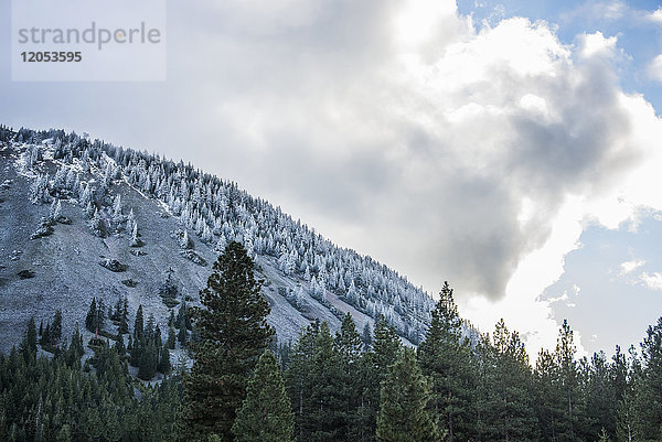 Zeichen des frühen Winters auf einem Hügel  in der Nähe von Weed; Kalifornien  Vereinigte Staaten von Amerika