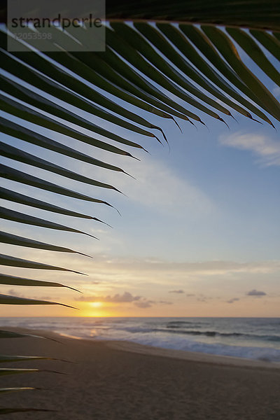 Die Silhouette einer Kokospalme umrahmt einen wunderschönen Sonnenaufgang am Strand an der Nordküste von Oahu; Honolulu  Oahu  Hawaii  Vereinigte Staaten von Amerika