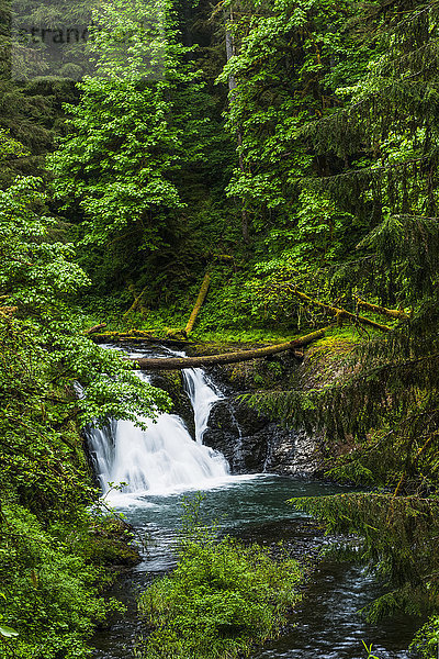 Twin Falls  einer der kleineren Wasserfälle im Silver Falls State Park; Silverton  Oregon  Vereinigte Staaten von Amerika