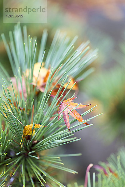 Herbstfarbene Blätter in den Nadeln eines Kiefernzweigs in den japanischen Gärten auf Mayne Island; Golfinseln  British Columbia  Kanada