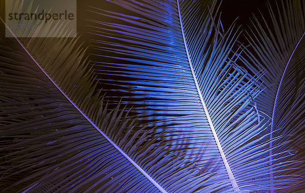 Kokospalmenwedel bei Nacht beleuchtet und von unten gesehen; Honolulu  Oahu  Hawaii  Vereinigte Staaten von Amerika